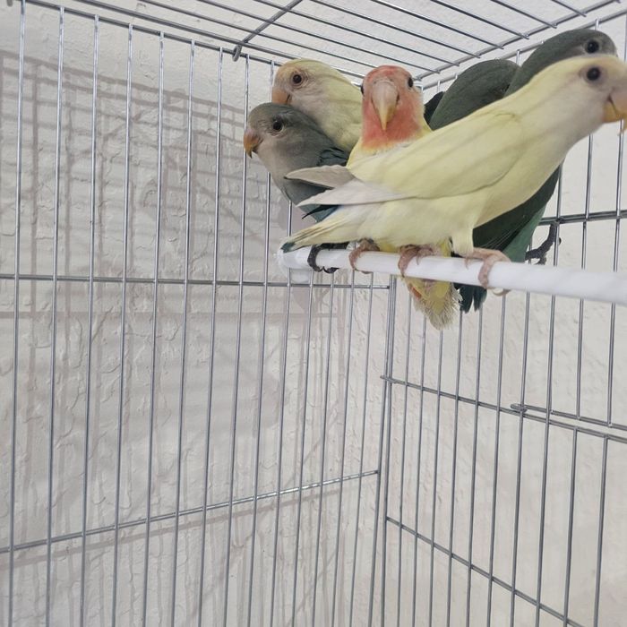 Sotiladi tazo qon aybi yo yirik qushla (maladoy) narxi 90 ming so'm