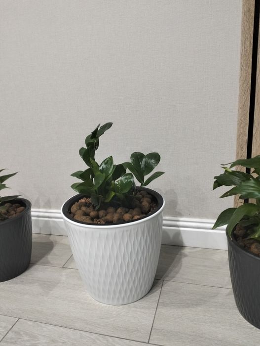 Продам комнатные цветы