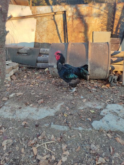 Ғашық күйеуіне сперматозоидты төгіп тастады (порно онлайн)