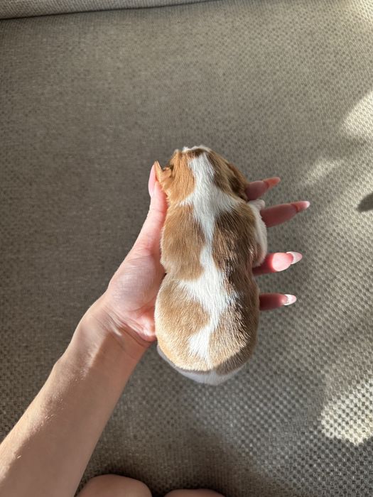 Кавалер Кинг Чарльз Спаниель Бронирование