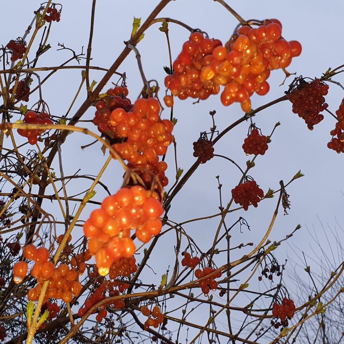 Саженцы Калины крупноплодной