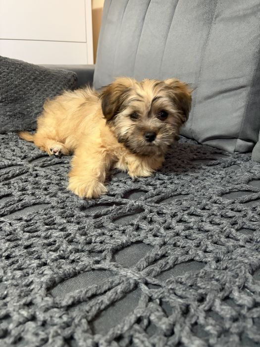 Fetita bichon havanez