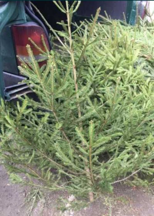 Brazi de nuntă și baloți de cracă