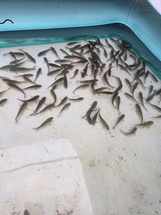 Pestisori vii caras