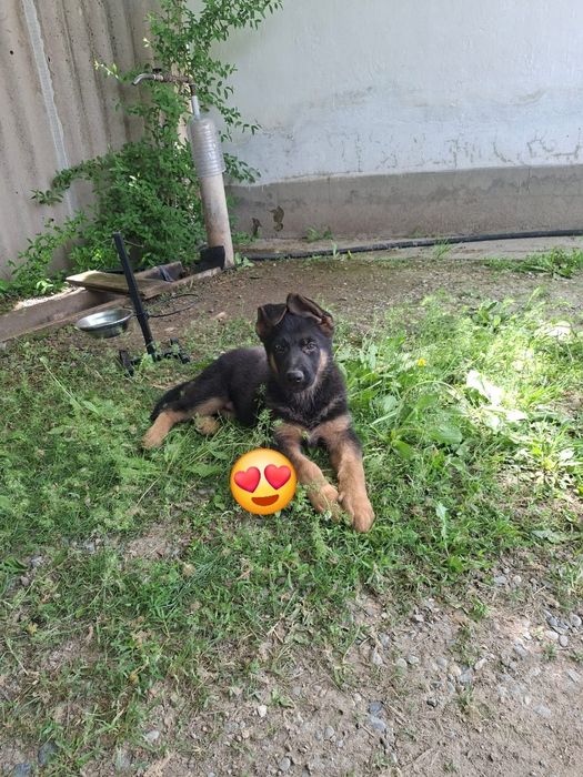 Немецкая овчарка күшігі