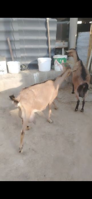 Ешкы алпи сатылады