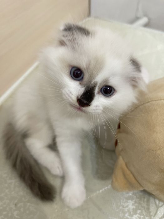 Отдам котят в добрые руки