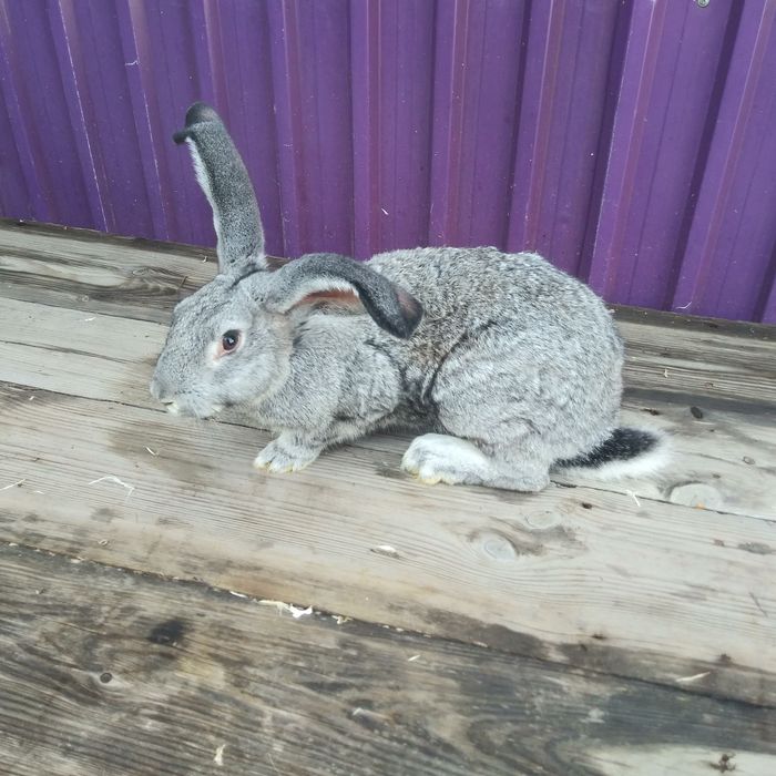 Кролики продам великаны