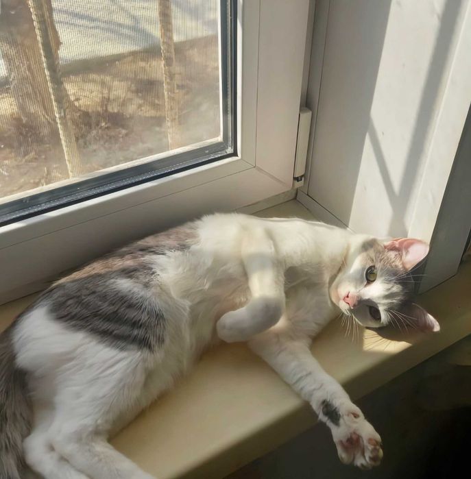 Отдам котенка девочка