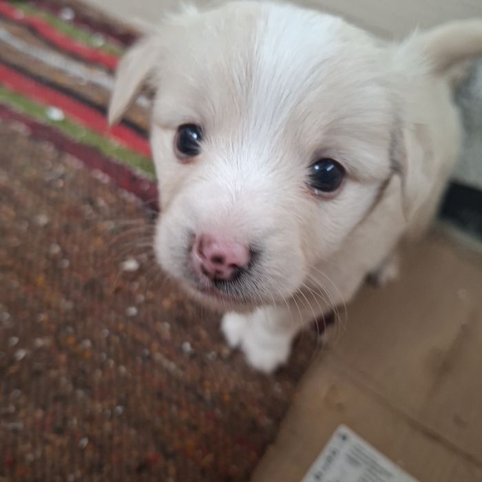 Сладки малки кученца