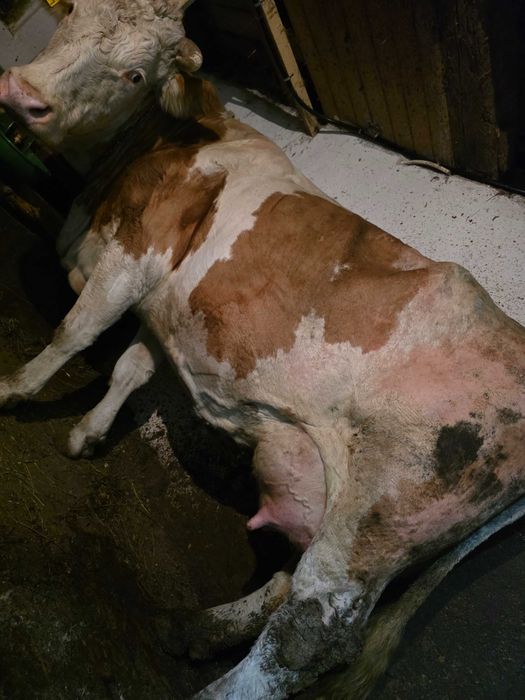 Vacă fătată recent