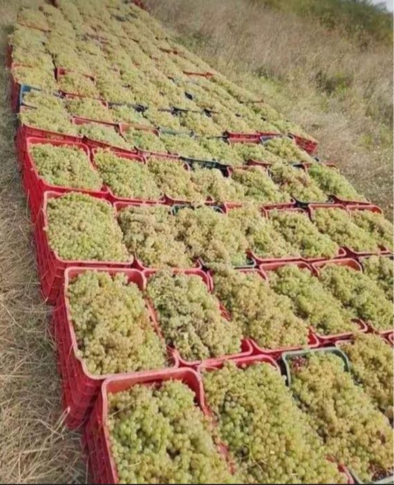 Struguri de vin bine copți și atent selecționați