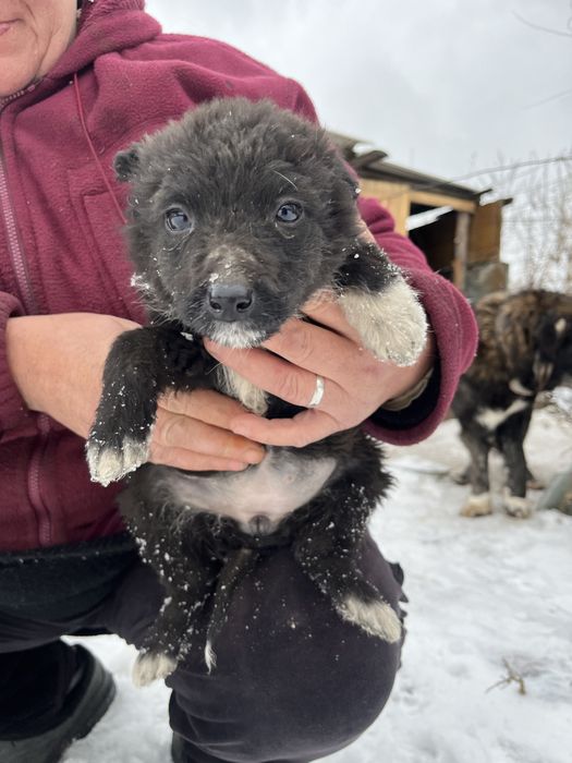 Щенки девочки отдам