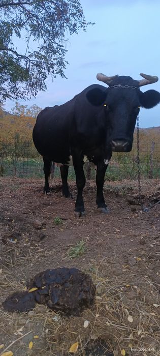 Vacă bună de lapte
