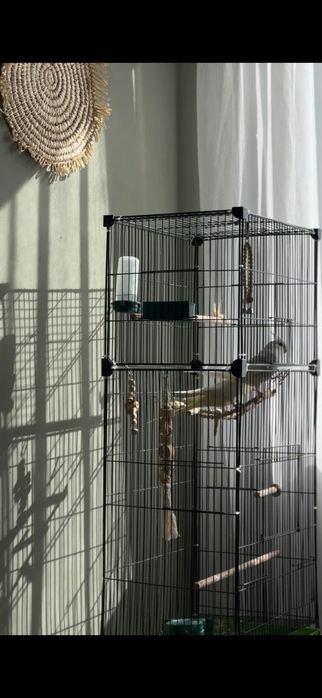 Продаем пару попугаев корелл!