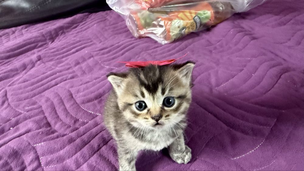 Котята 1 месячный