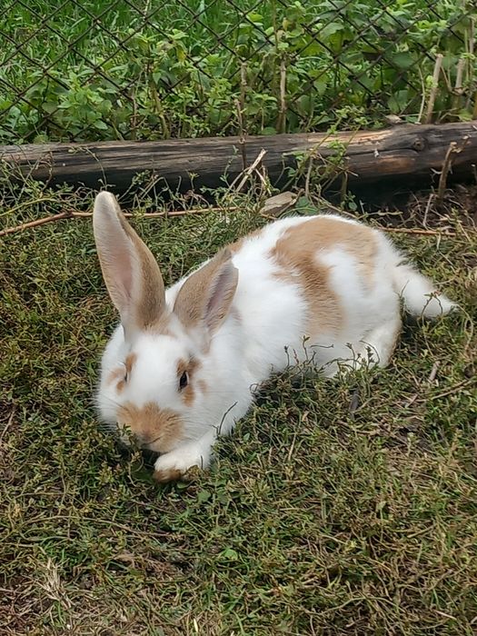 Перник продавам зайци порода пеперуда 6 на месеца