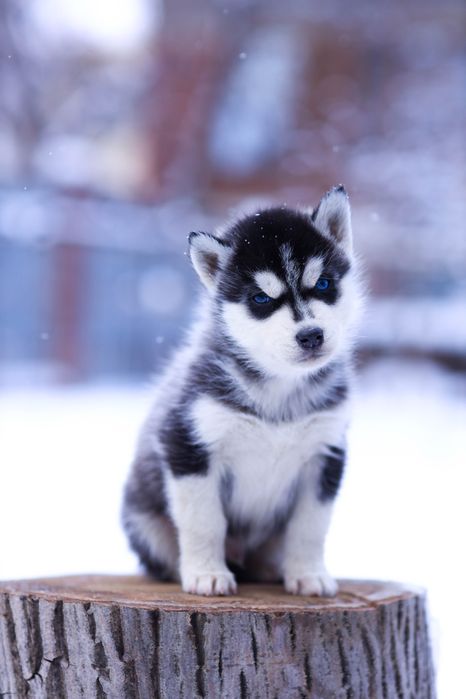 Девочки породы Сибирский Хаски щенки