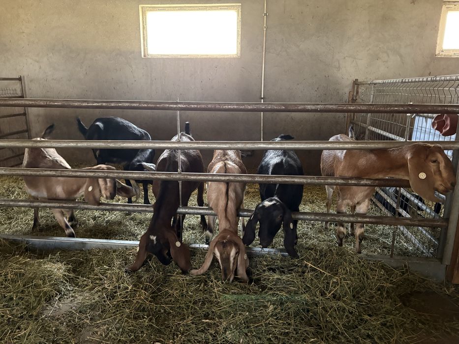 Anglo Nubiene capre iezi iedițe capre tinerr