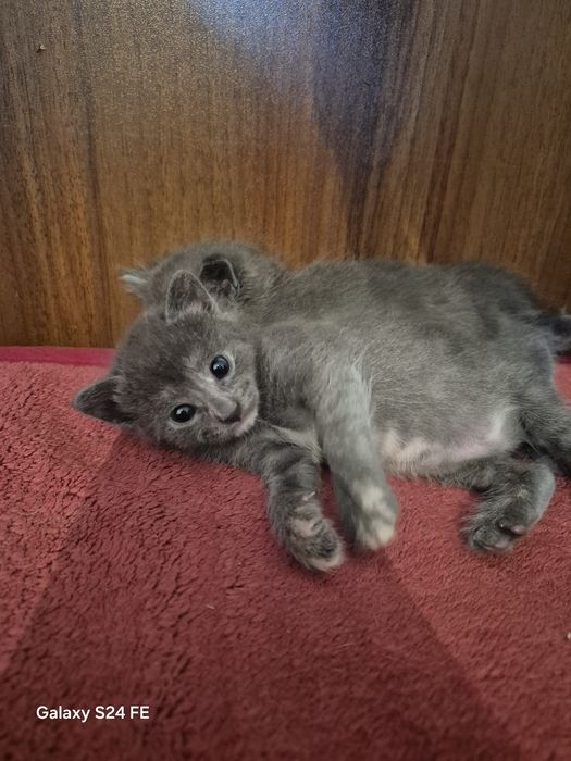 Сиамский мысықтың балдары