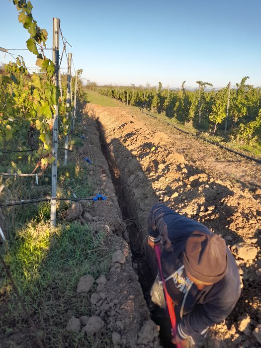 Irigati  vita  de vie   picurare, automatizare , pompe