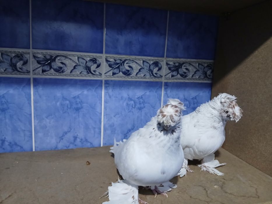 Продам пара гулбадам