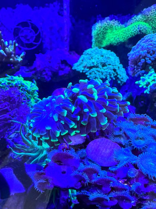 Sotuvda Korallar bor Есть в продаже морской коралл