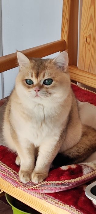 Приглашаем на вязку