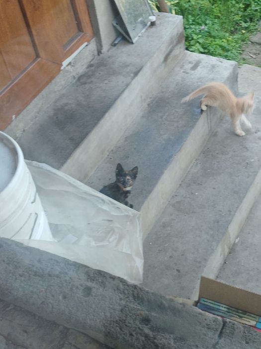 Котята дворянской породы