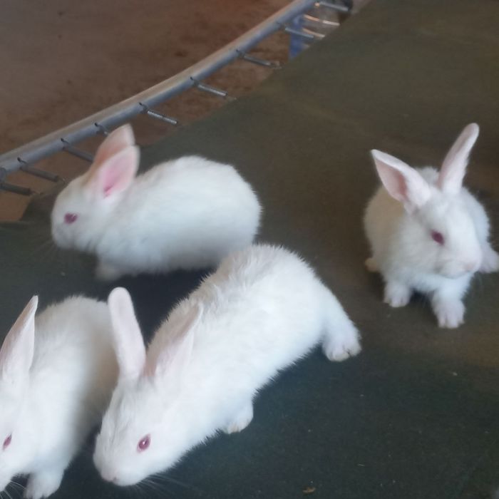 Порода хикколь, чистовкровные