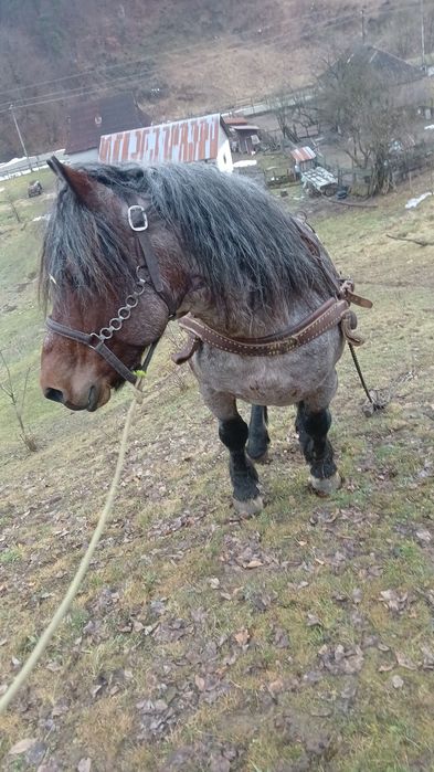 Armăsar de vânzare