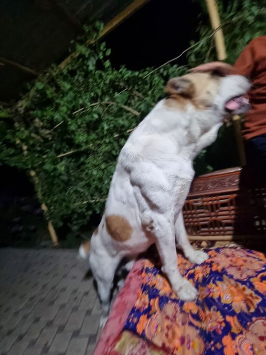 Алабай по кличке БАРОН