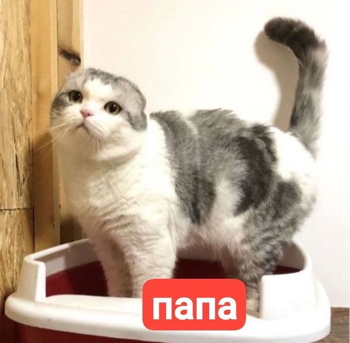 Котята  мама британка. Папа выслоухие