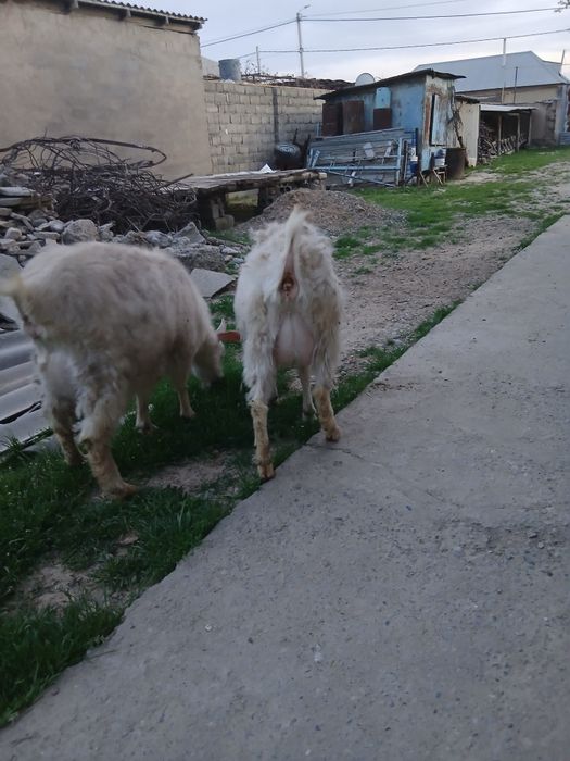 Бірші тума екі тоқал ешкі сатылады