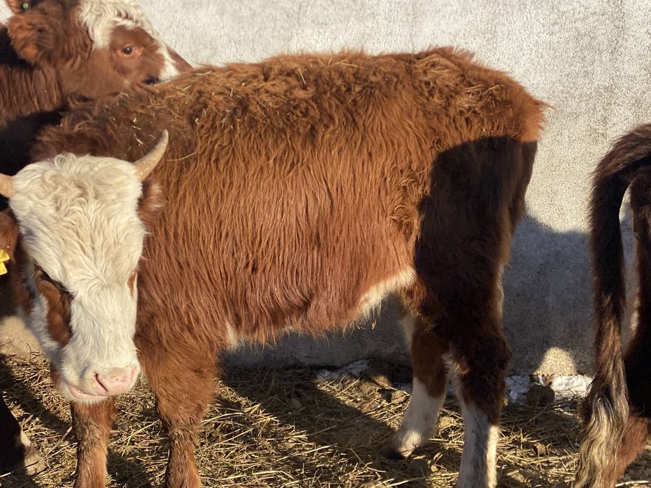 Құнажындар сатылады