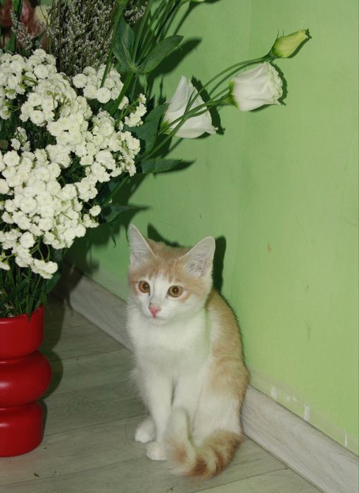 котёнок, 4 месяца