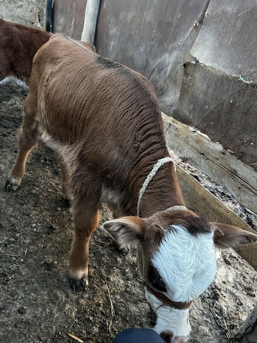 Сиыр сатылады!! Бұзауымен