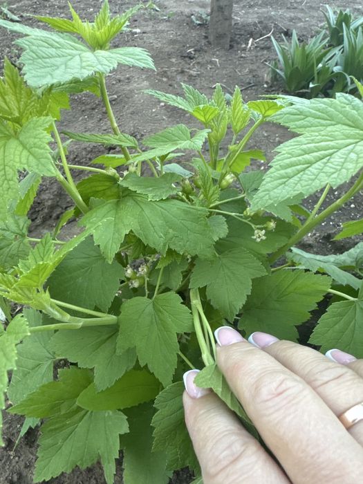Продам саженцы  черной смородины