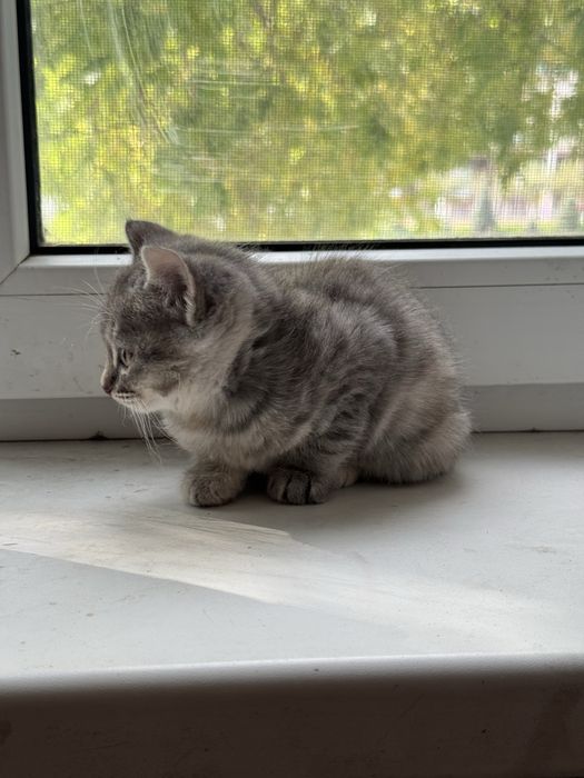 Отдам кошку и котят
