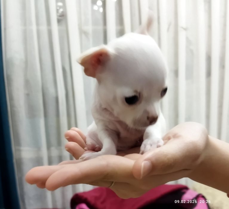Продаются щенки чихуахуа (бронь)