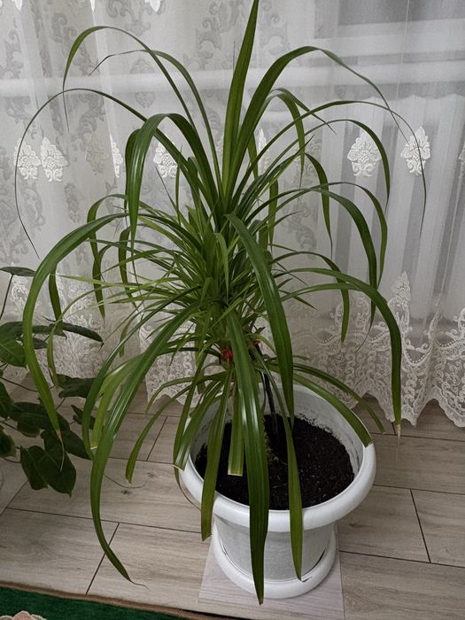 Гүл сатылады (комнатные растения)