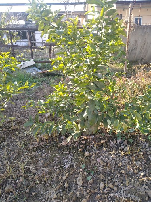 Limon ko‘chati bor. 4yillik ko‘chatlar 25 donadan oshiq ko‘chat.