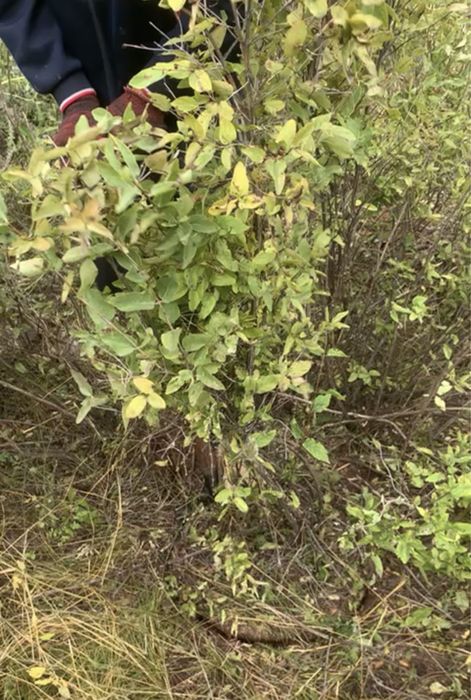 Жимолость татарская