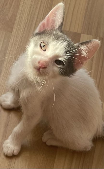 Donez motan alb cu gri si cu ochii verzi