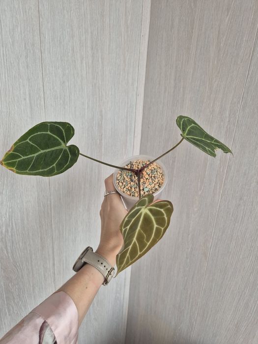 Антуриум Магнификум