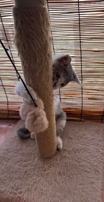 в добрые руки мальчика котенка