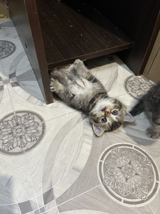 Бронь шотланских котят