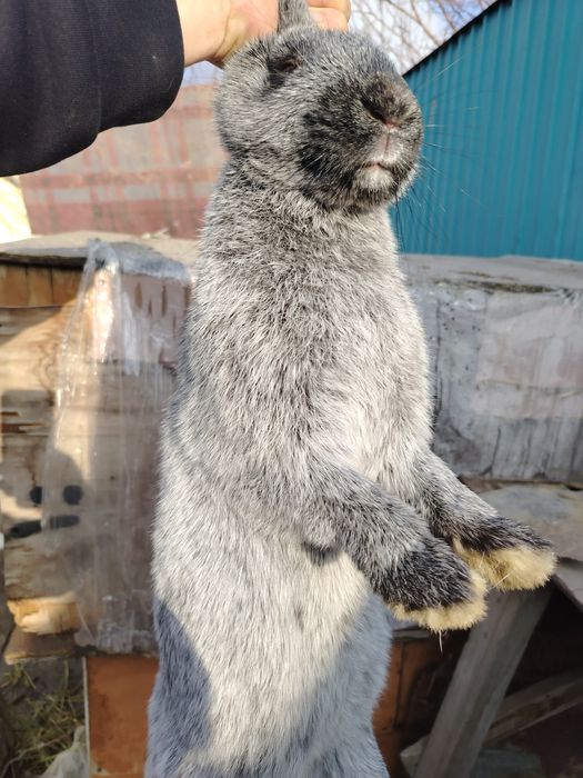 Коян сатылады пародасы фландир