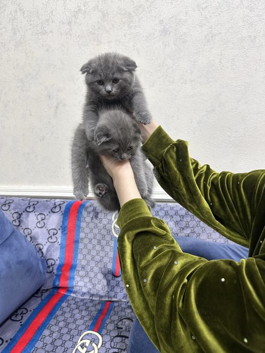 Продам срочно котят чистокровных порода британский скотч фолт