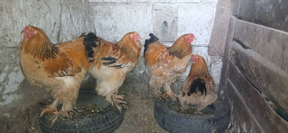 Cocoși brahma tineri din primăvară